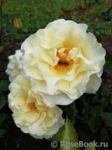 Irene Frain ® Irene Frain ®