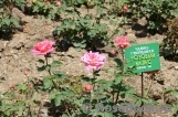 Rozovyi vals (Розовый вальс) Rozovyi vals (Розовый вальс)
