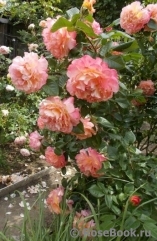 Augusta Luise Augusta Luise