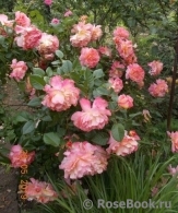 Augusta Luise Augusta Luise