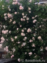 Generous Gardener, The Generous Gardener, The
