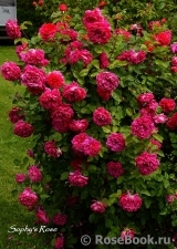 Sophy’s Rose Sophy’s Rose