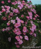 Marguerite Hilling Marguerite Hilling