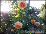 Crown Princess Margareta® Crown Princess Margareta®