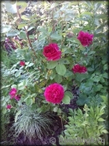 Sophy’s Rose Sophy’s Rose