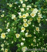 Rosa hugonis 