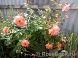 Westerland Westerland