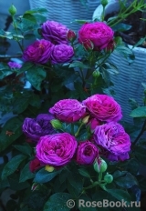 Heidi Klum Rose Heidi Klum Rose