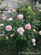 Abraham Darby Abraham Darby