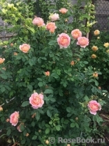 Lady of Shalott Lady of Shalott