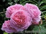 Princess Alexandra of Kent Princess Alexandra of Kent