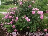 Gertrude Jekyll Gertrude Jekyll
