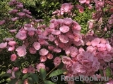Heavenly Pink Heavenly Pink