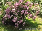Heavenly Pink Heavenly Pink