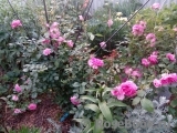 Rosarium Uetersen Rosarium Uetersen