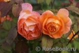 Lady of Shalott Lady of Shalott