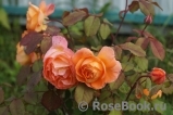 Lady of Shalott Lady of Shalott