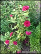 Sophy’s Rose Sophy’s Rose