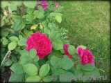 Sophy’s Rose Sophy’s Rose