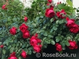 Florentina - Florentina -