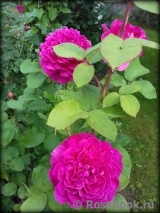 Sophy’s Rose Sophy’s Rose