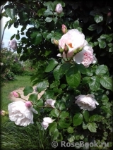 Generous Gardener, The Generous Gardener, The