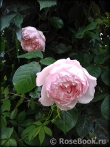 Generous Gardener, The Generous Gardener, The
