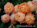 Lady of Shalott Lady of Shalott