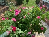 Gertrude Jekyll Gertrude Jekyll