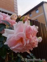 Morgengruss Morgengruss