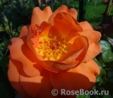 Westerland Westerland