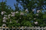 Paul’s Himalayan Musk Paul’s Himalayan Musk