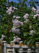 Paul’s Himalayan Musk Paul’s Himalayan Musk