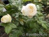 Uetersener Klosterrose Uetersener Klosterrose
