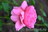 Princess Alexandra of Kent Princess Alexandra of Kent