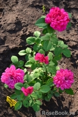 Sophy’s Rose Sophy’s Rose