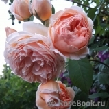 Crown Princess Margareta® Crown Princess Margareta®