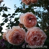 Crown Princess Margareta® Crown Princess Margareta®