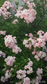 Heavenly Pink Heavenly Pink