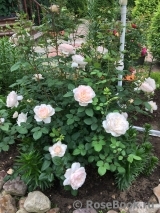 Crocus Rose® Crocus Rose®