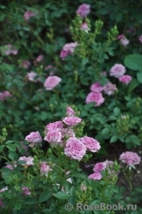 Lavender Jewel Lavender Jewel