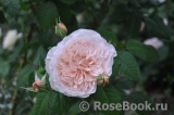 Rose de Tolbiac ® Rose de Tolbiac ®