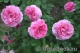 Princess Alexandra of Kent Princess Alexandra of Kent