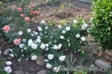 White Meidiland White Meidiland