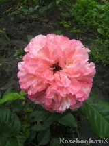 Augusta Luise Augusta Luise