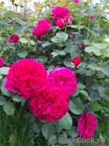 Darcey Bussell Darcey Bussell