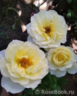 White Licorice White Licorice