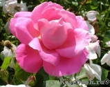 Zephirine Drouhin Zephirine Drouhin