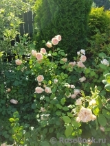 Crown Princess Margareta® Crown Princess Margareta®