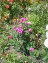 Reine des Violettes Reine des Violettes